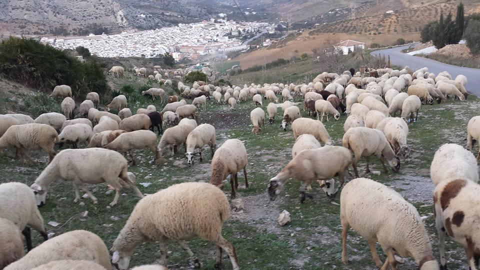 Hostal Vista A La Sierra Valle de Abdalagis Bagian luar foto